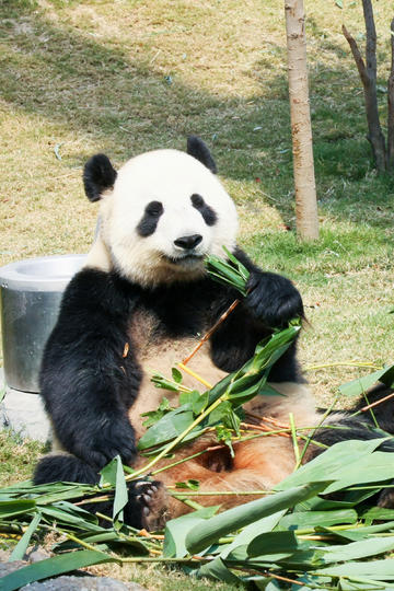 萌怪们的冒险
